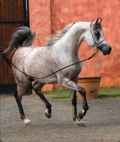 Shakar Pegasus — Campeão Mundial em Paris